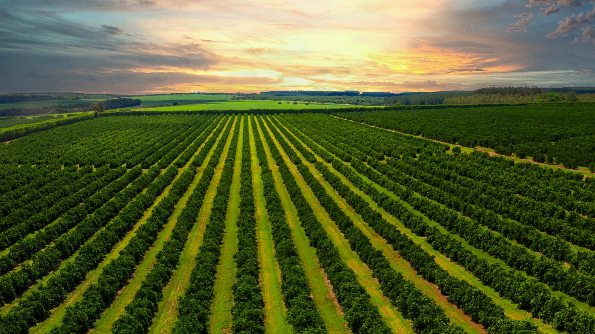 Drone view over a Çukurova mandarin orchard at first light
