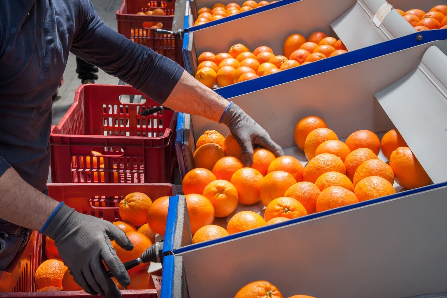 Mandarin season opens: Okitsu off the Çukurova plain