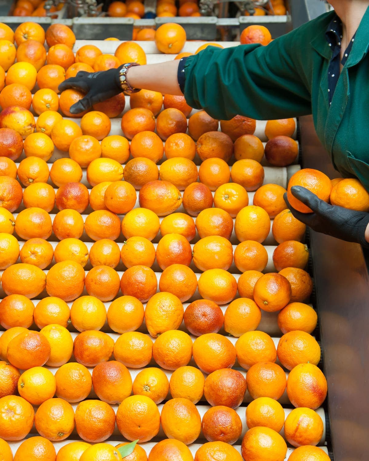 Grading line inside the Emira packing house, fruit moving over the sizer