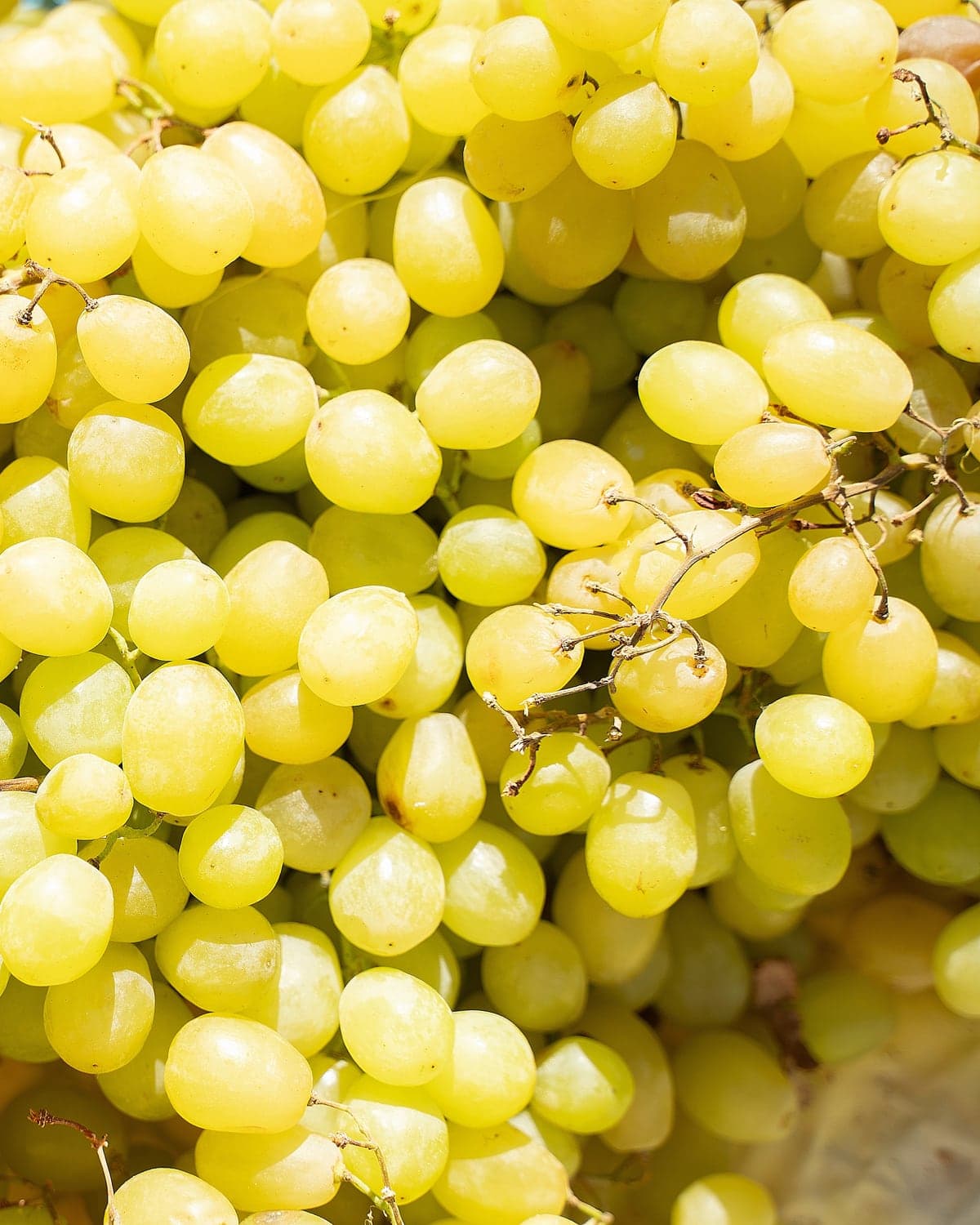 Table grape — Sultana, Crimson and Red Globe from the Aegean — July to October, SO₂-packed for long transit.