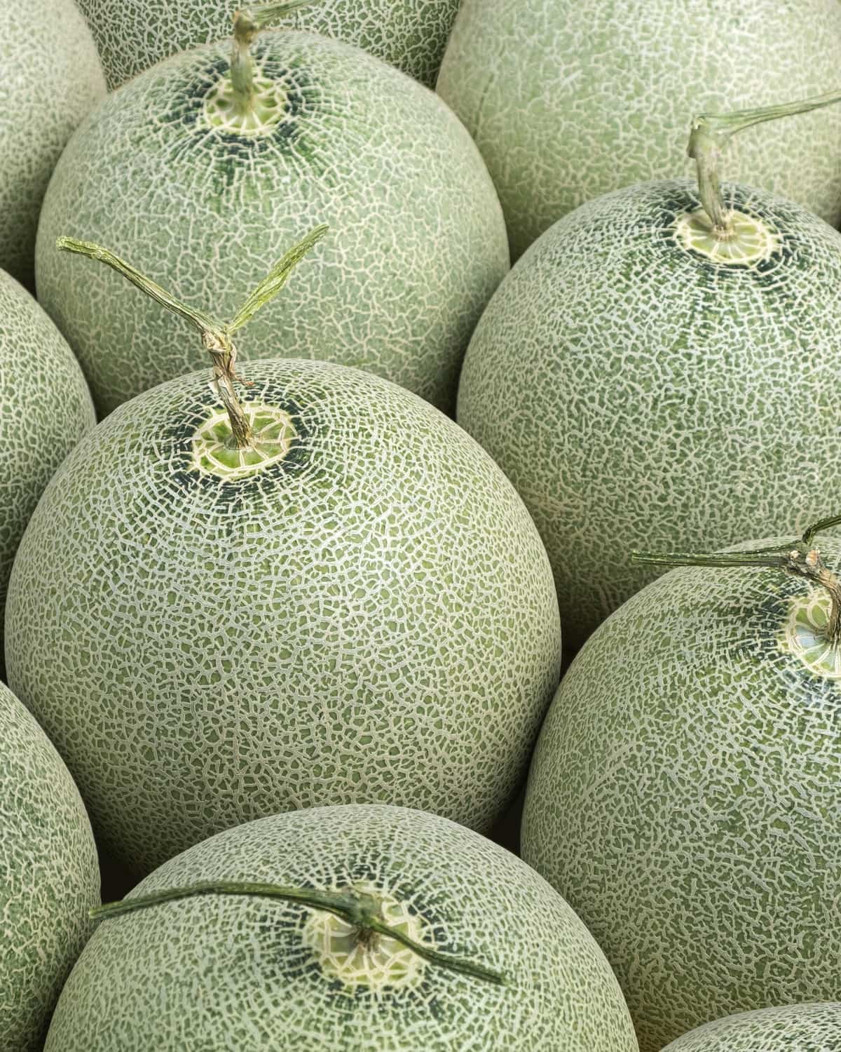 Kırkağaç melon, in season now
