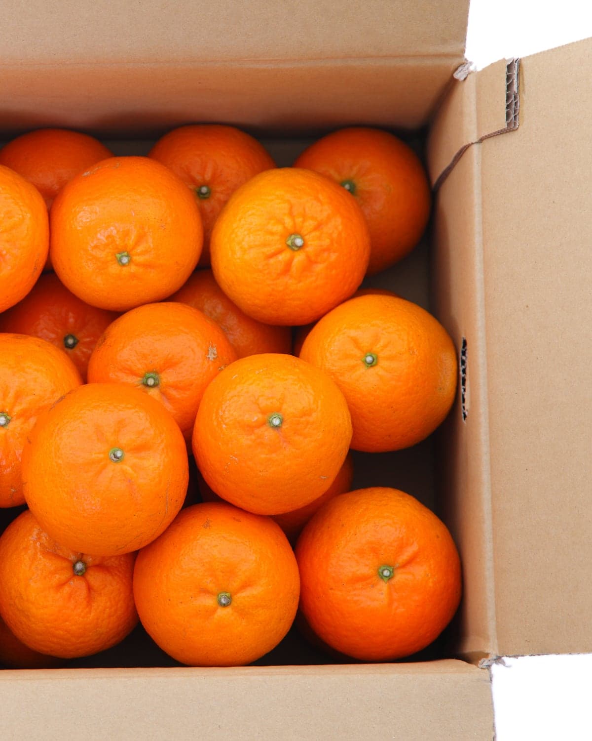 Orange — Navel group from October, Valencia carrying the programme through to June.