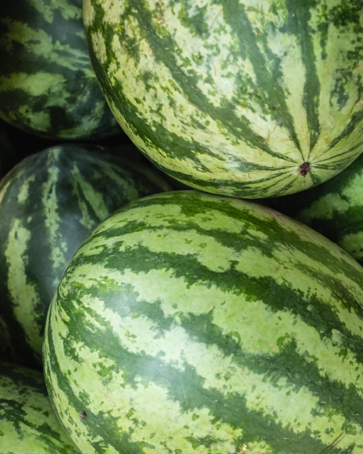 Watermelon — Crimson Sweet from Adana in April under tunnel, open field into September.
