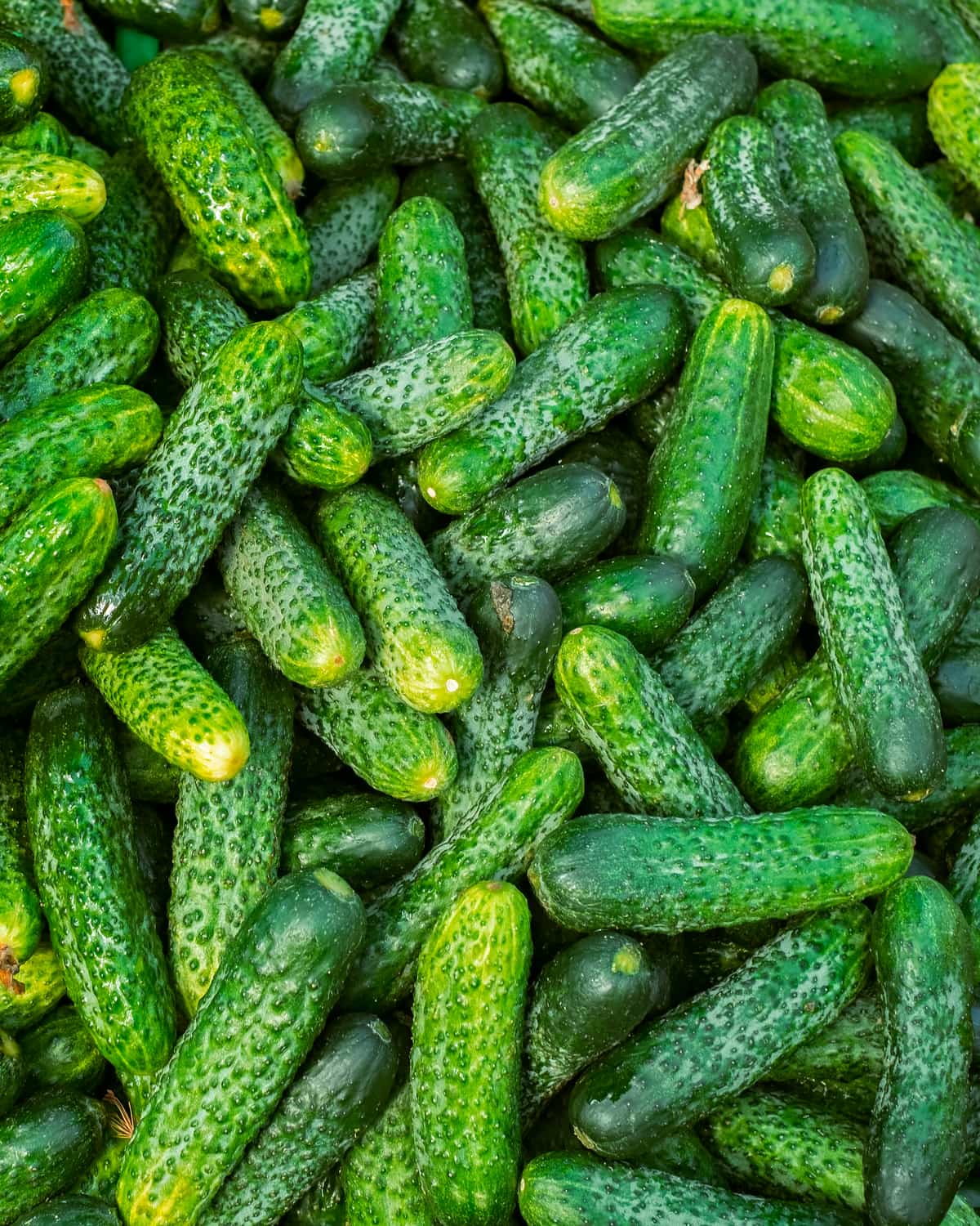 Cucumber — Beit Alpha short type and long Dutch — the most ethylene-sensitive line we ship.